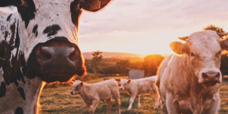From Paper Registers to 83,785 Farmers: How Milk Procurement Went Digital